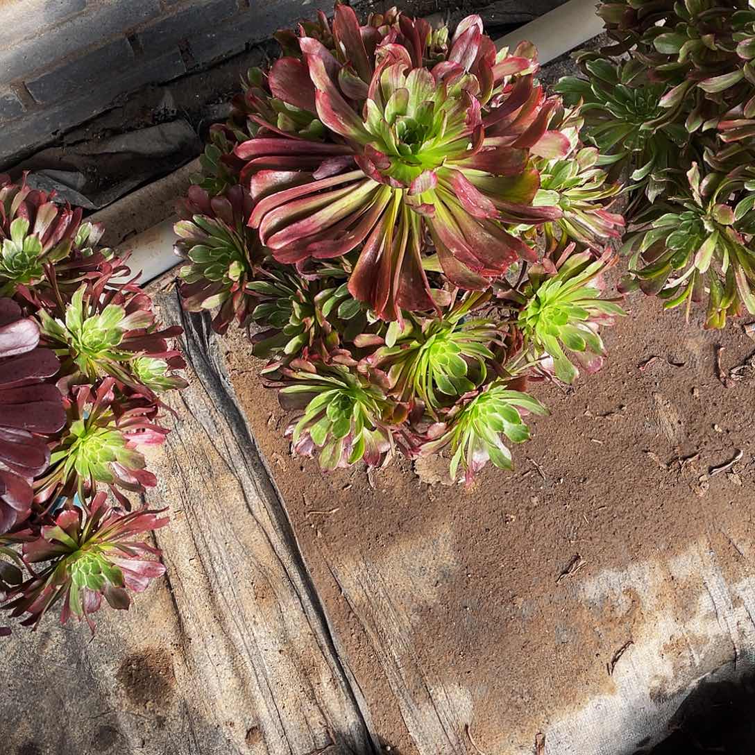 *****842红题水墨画不包损