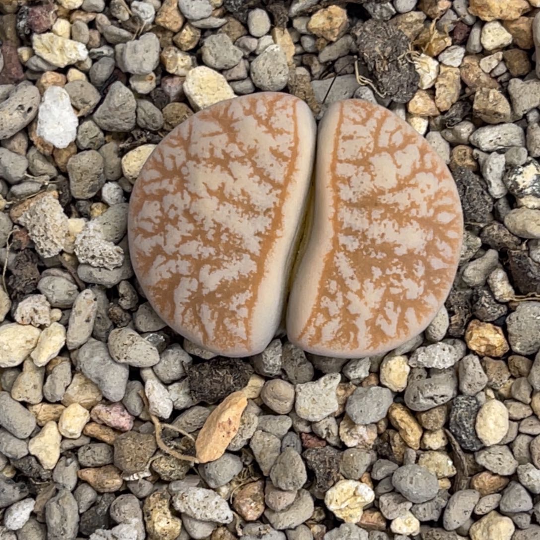 9581拿铁261尺寸2.3