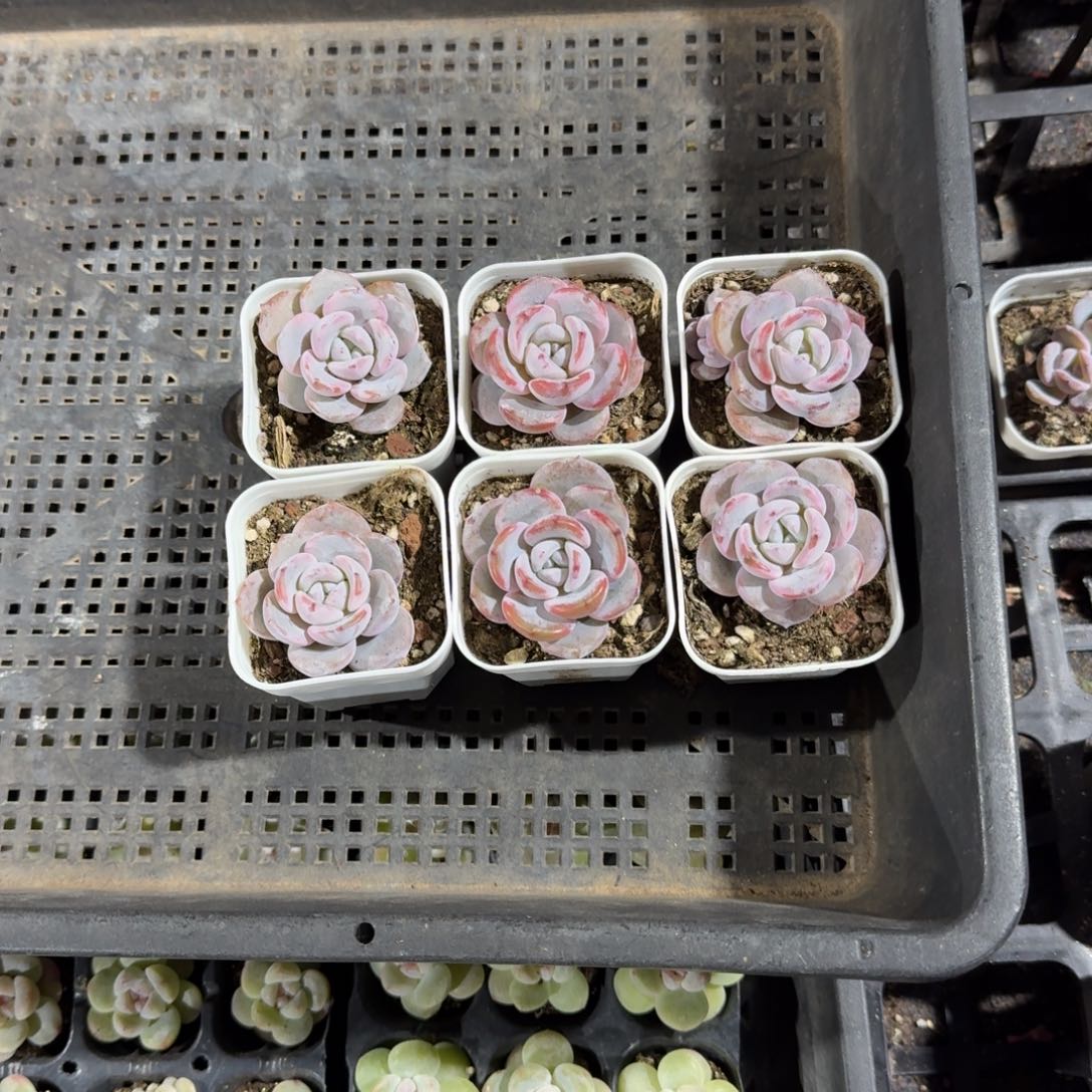 梧桐一物一拍专拍