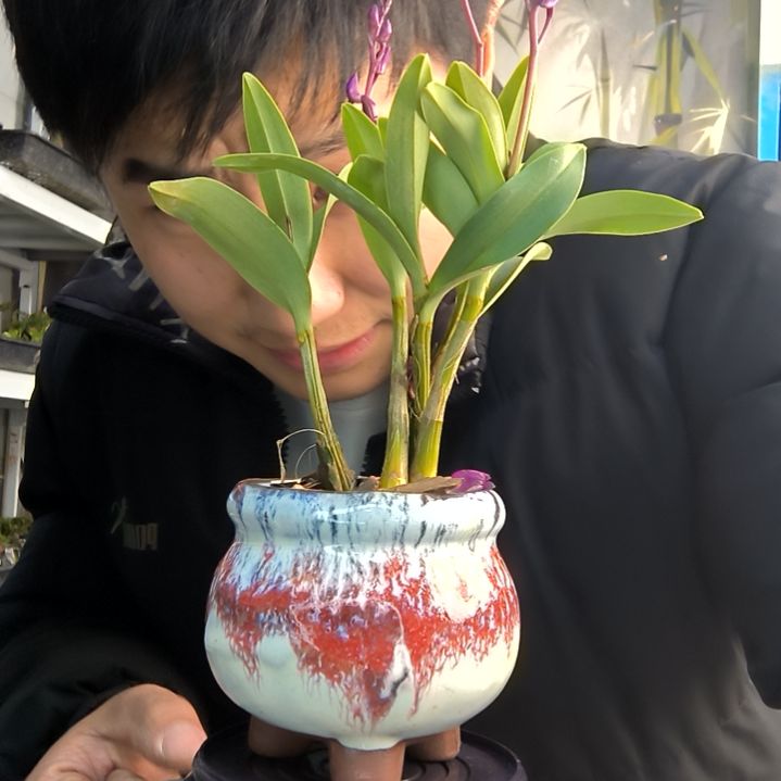 柠**橙小盆景小植物一物一拍179