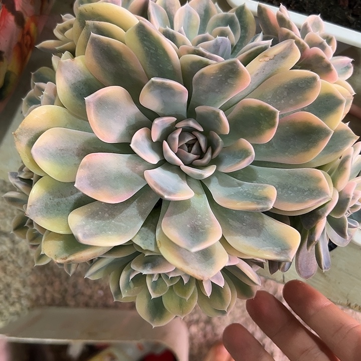 八头完美手捧汉堡锦群