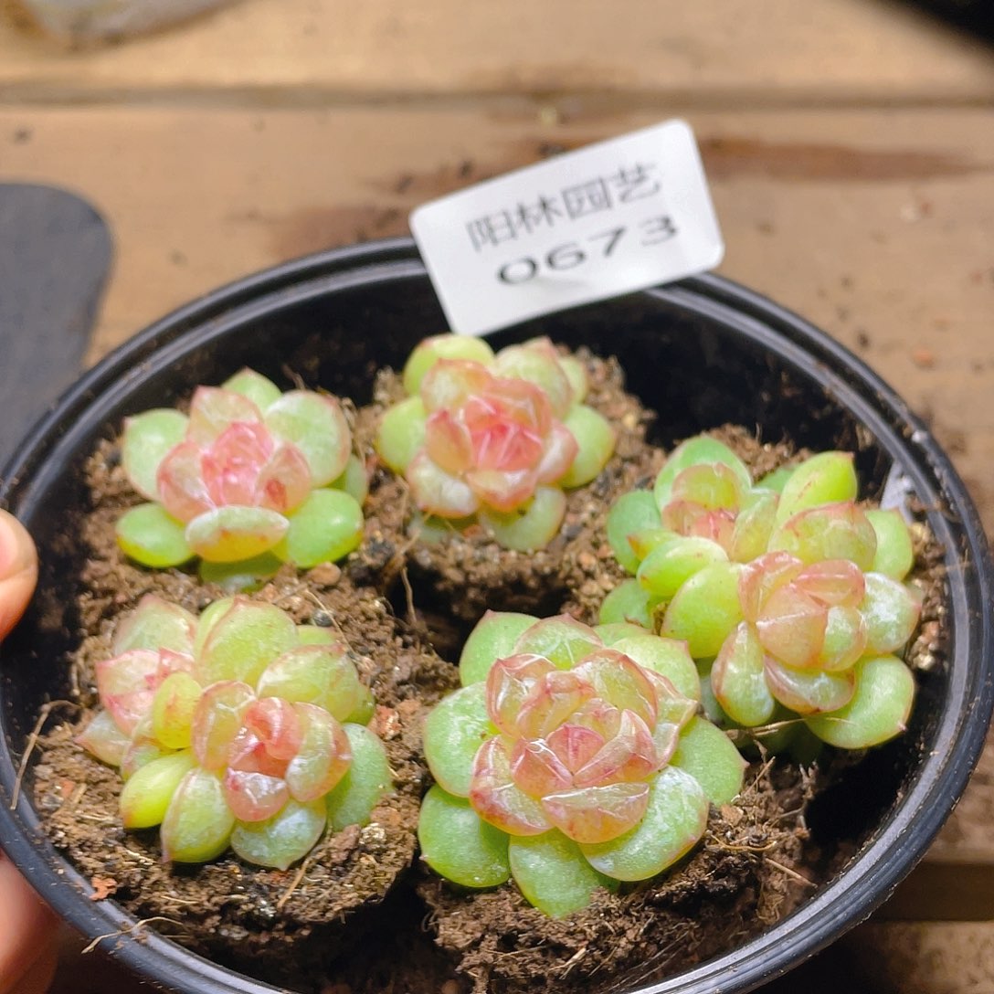 多肉植物多肉植物673