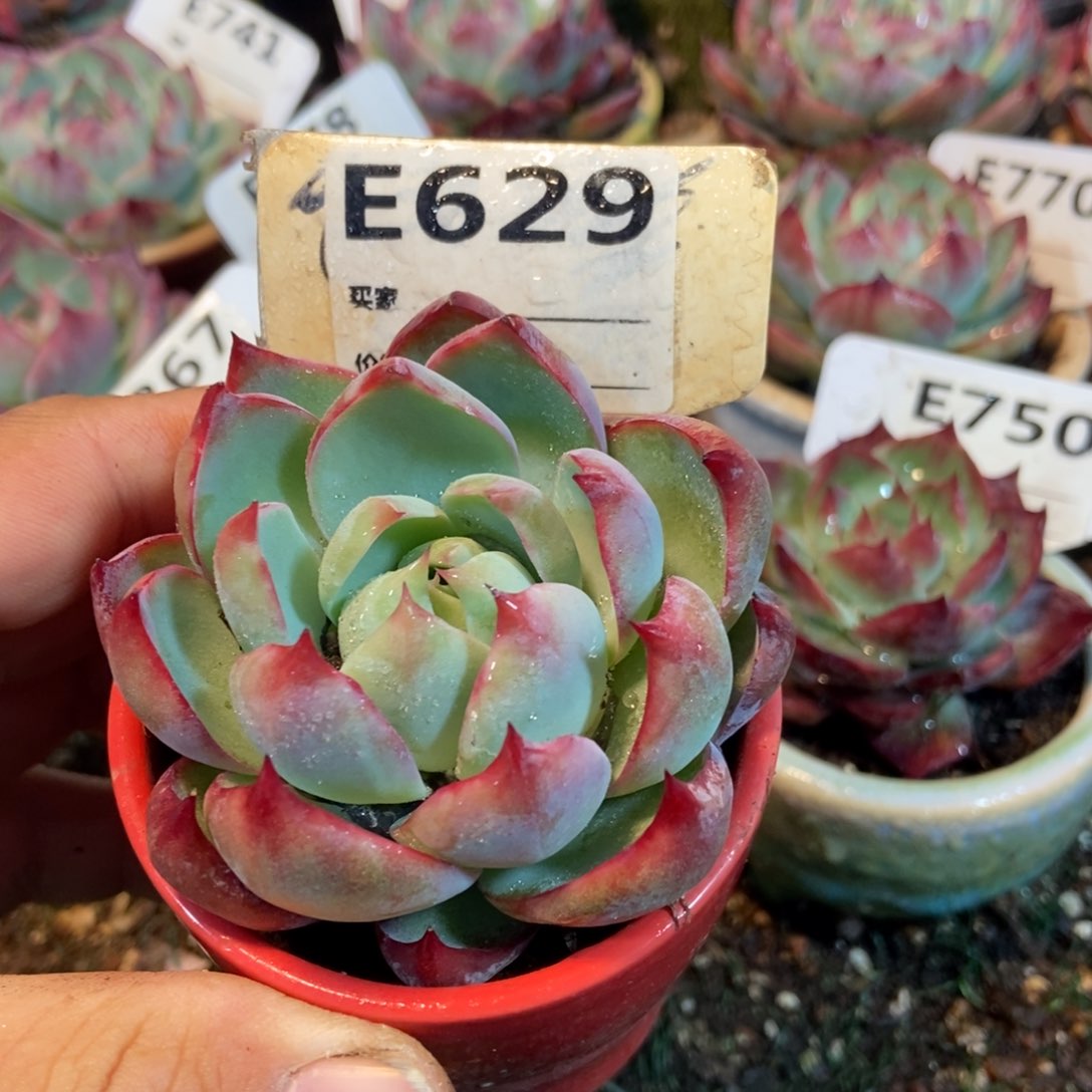 惊鸿一瞥629号多肉