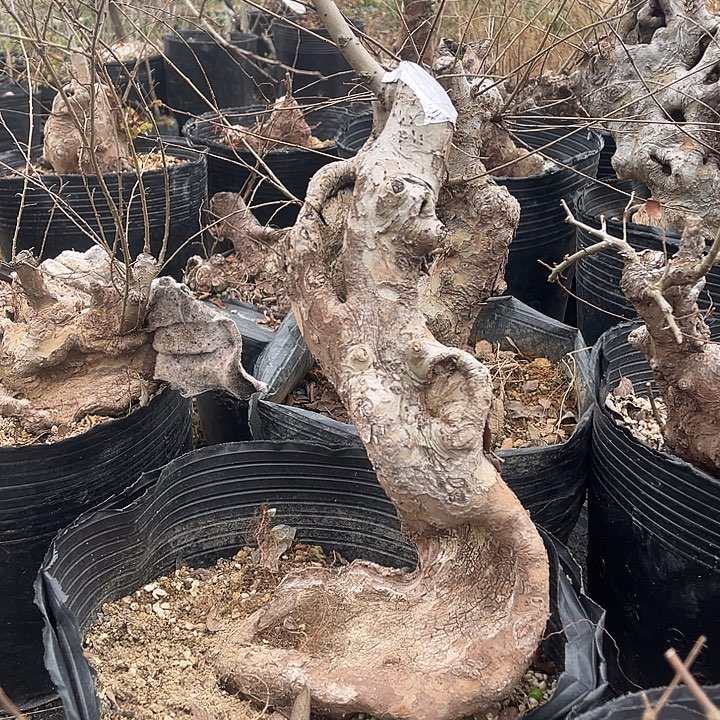 无花朵细叶榔榆细叶榔榆