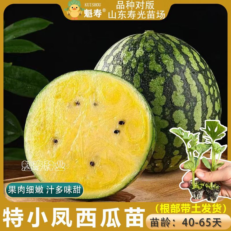 山东寿光黄瓤小凤西瓜苗秧超甜特小凤西瓜种子阳台盆栽麒麟懒汉