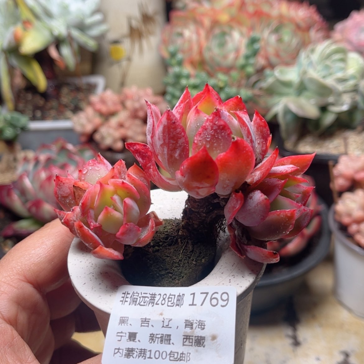 【闪购商品】1769绮罗仙子无土