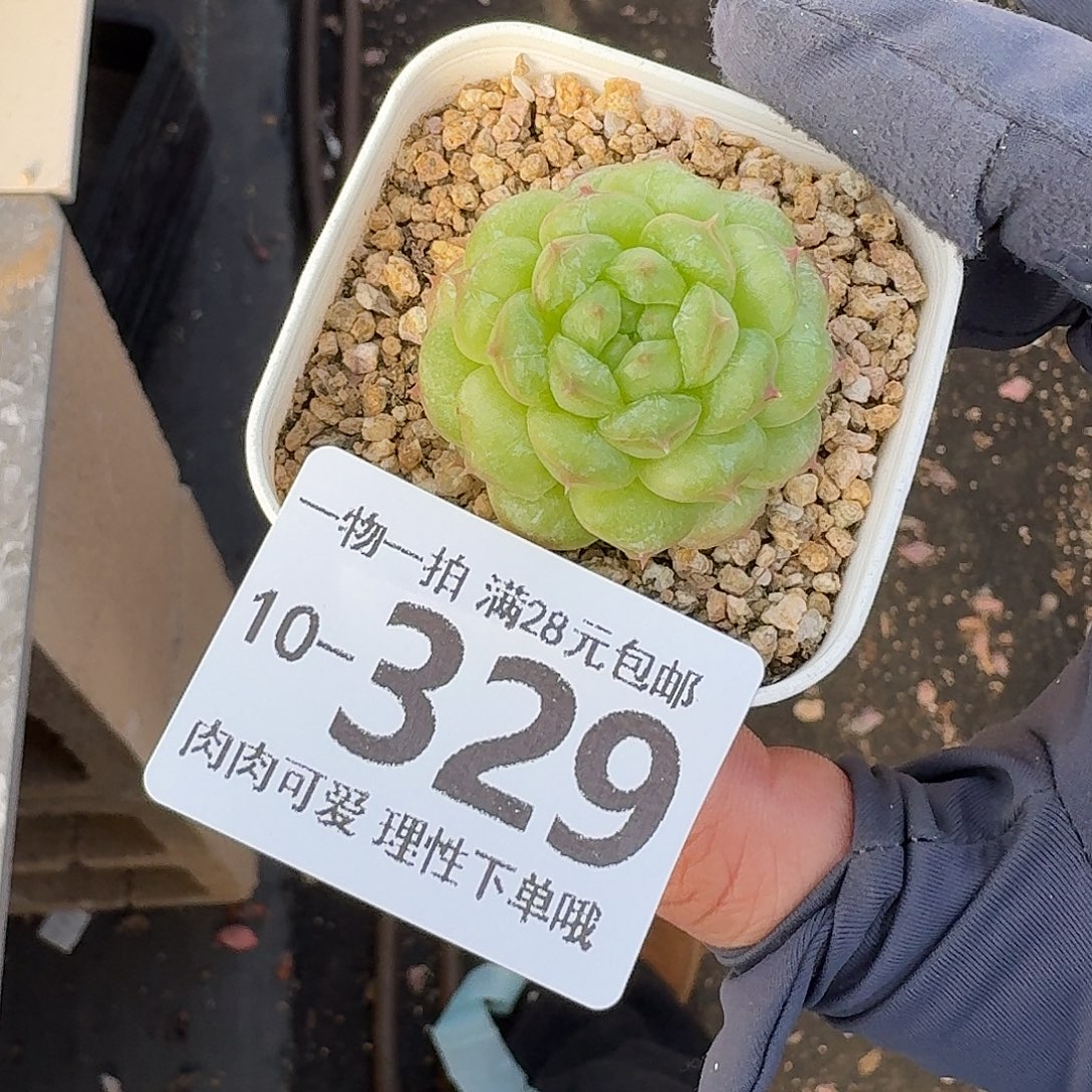 阳光玫瑰无盆土发货