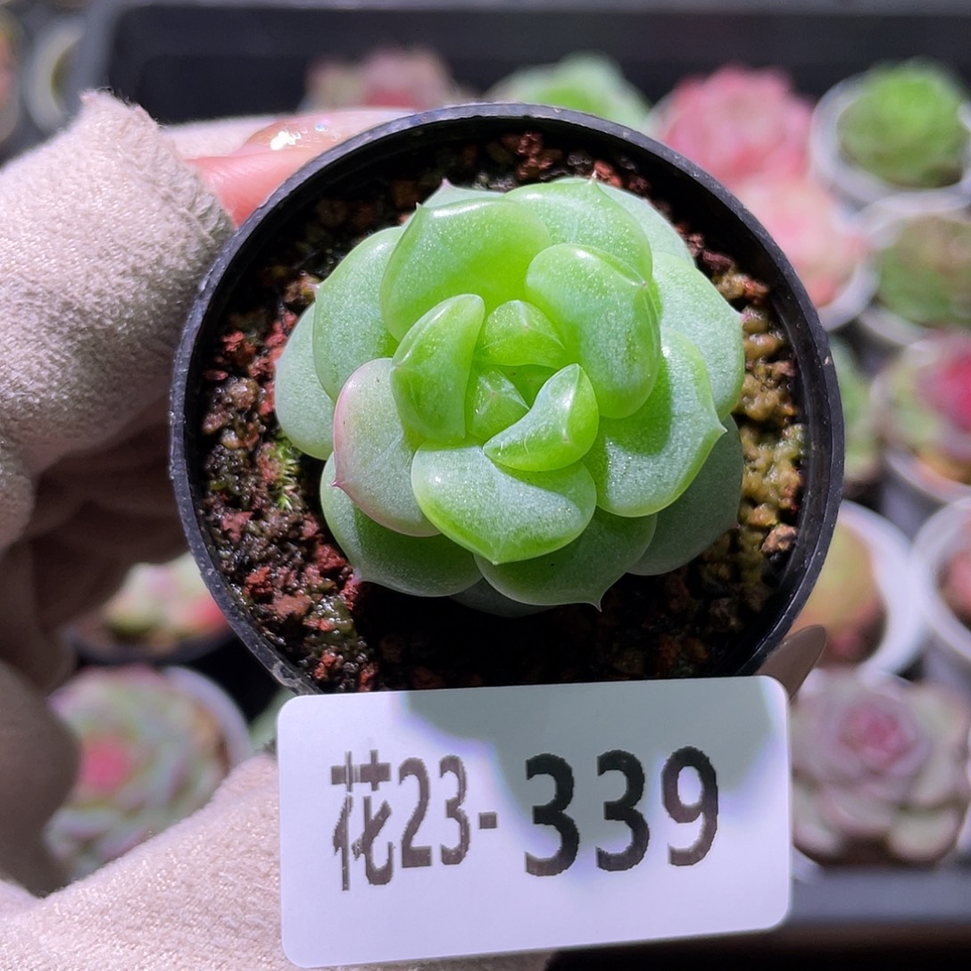 花利美23-339福利珍妮