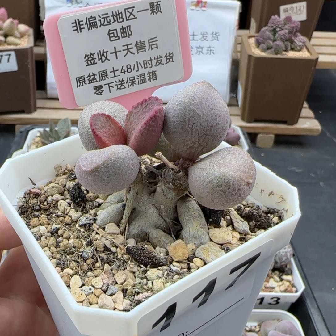 117甜心多肉植物