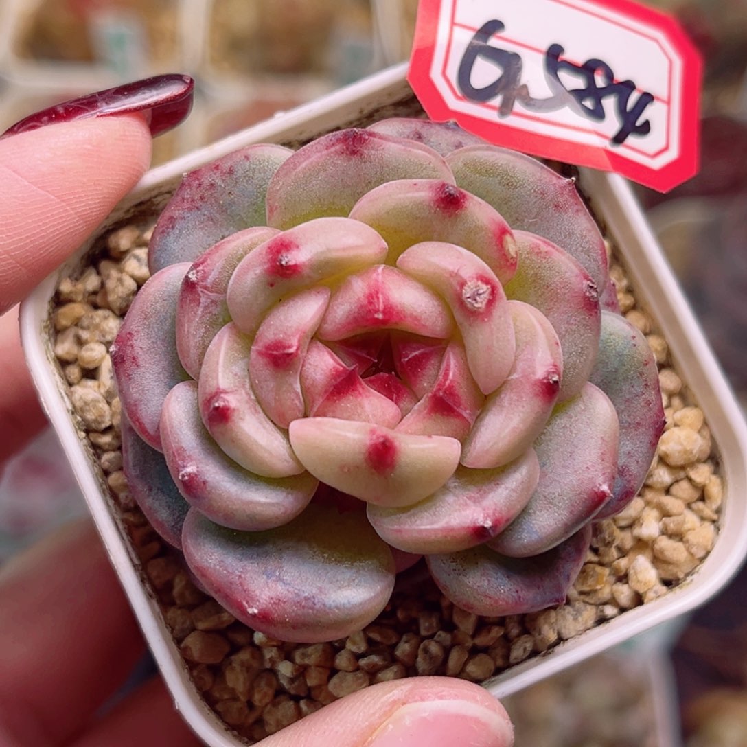 G584一物一拍 小酒窝