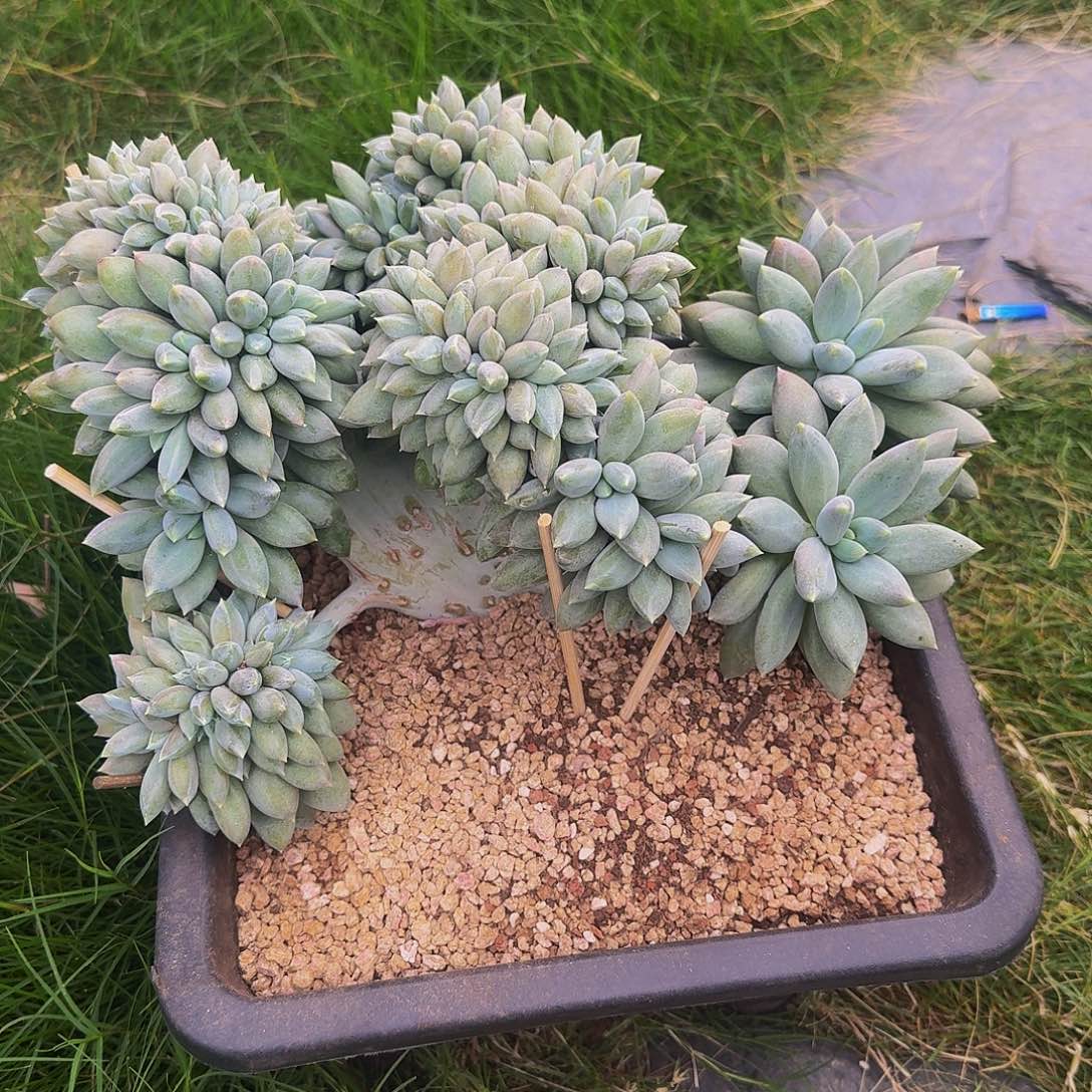 渣***吻渣姐哥特萝莉一颗看