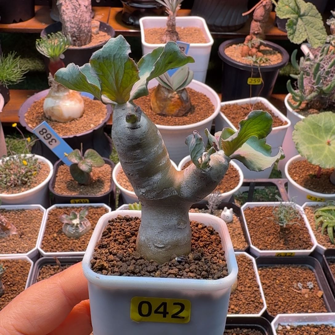 @***G雪鹿厚墩菊042 仙人掌