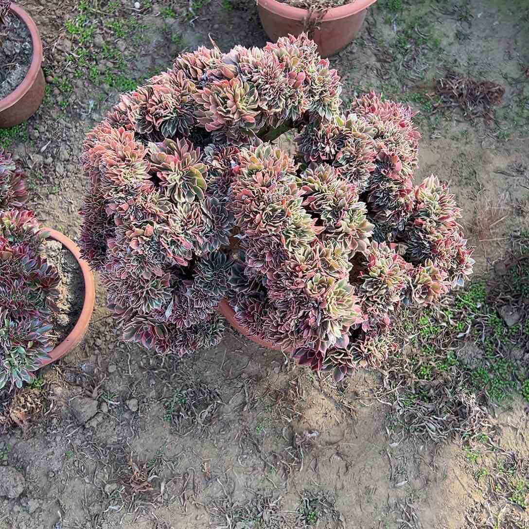 用****6女神缀化脱土发货