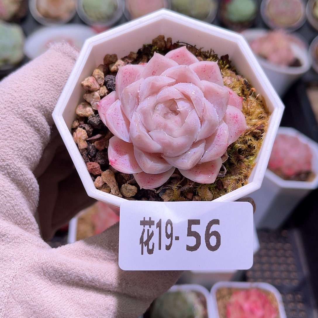 花利美19-56麦秆单头