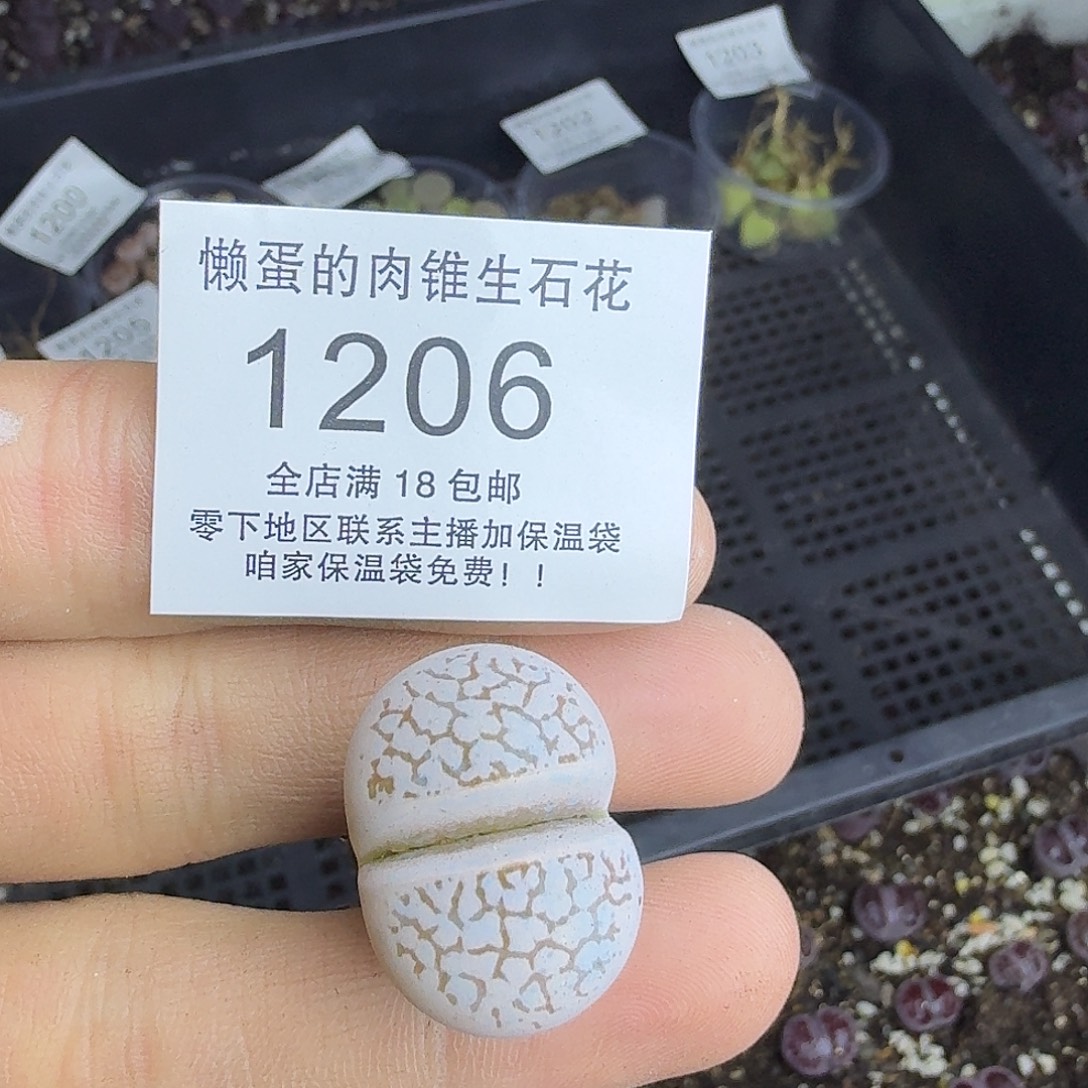 1206 哈哈哈哈哈哈哈哈哈哈