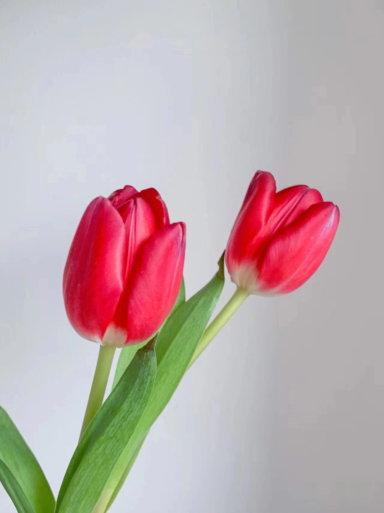 朱雀红色郁金香一把（10支） 云南基地  鲜花直发   家养水养