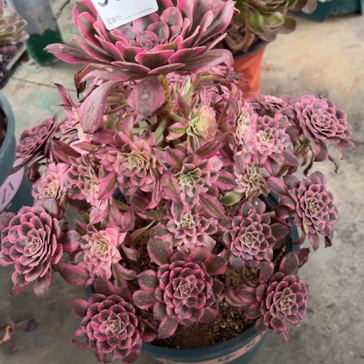 904红铜超白25厘米左右半木