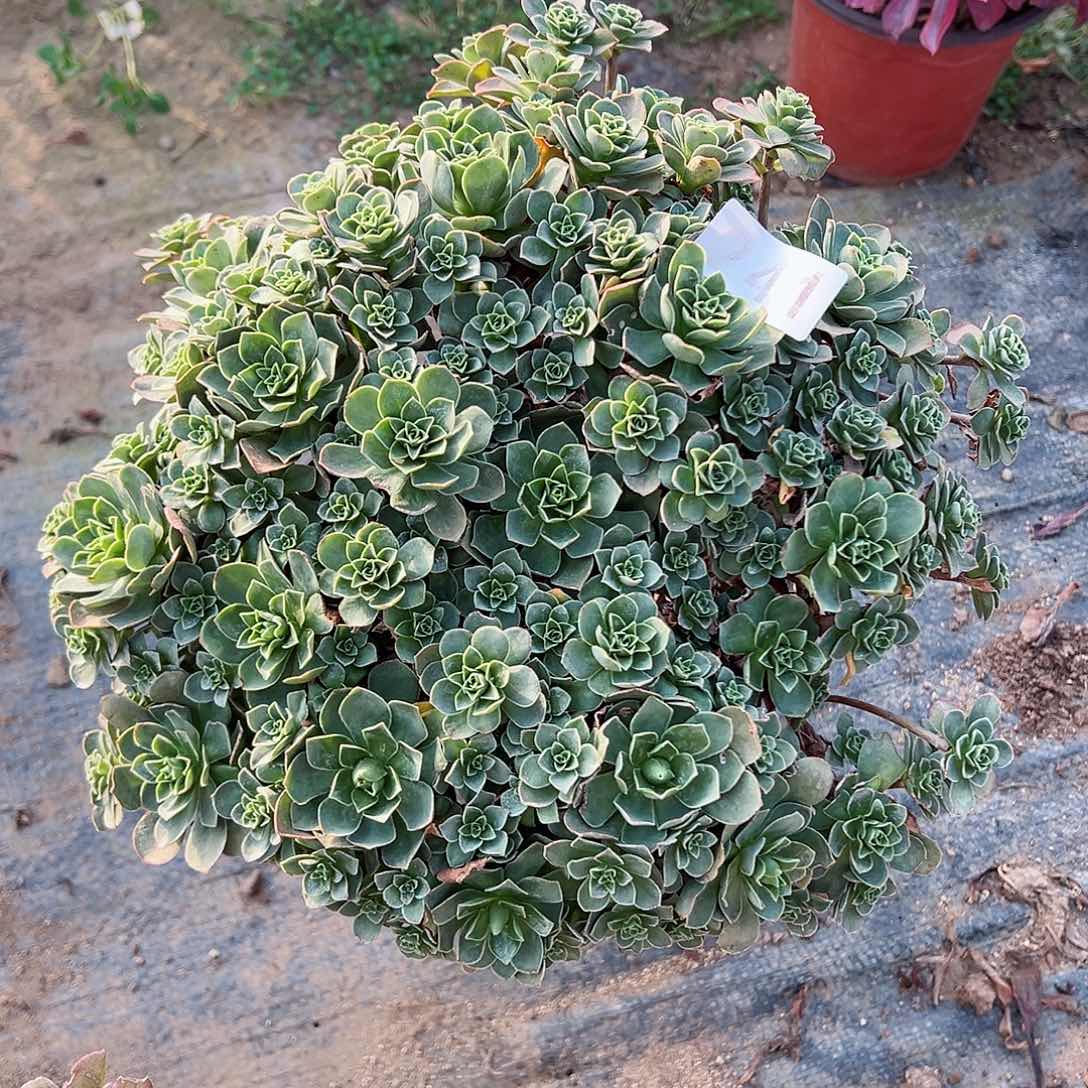 紫砂茶宠树玫瑰老桩241号