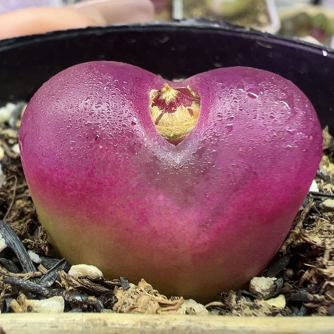 554毛汉尼带盆土发货