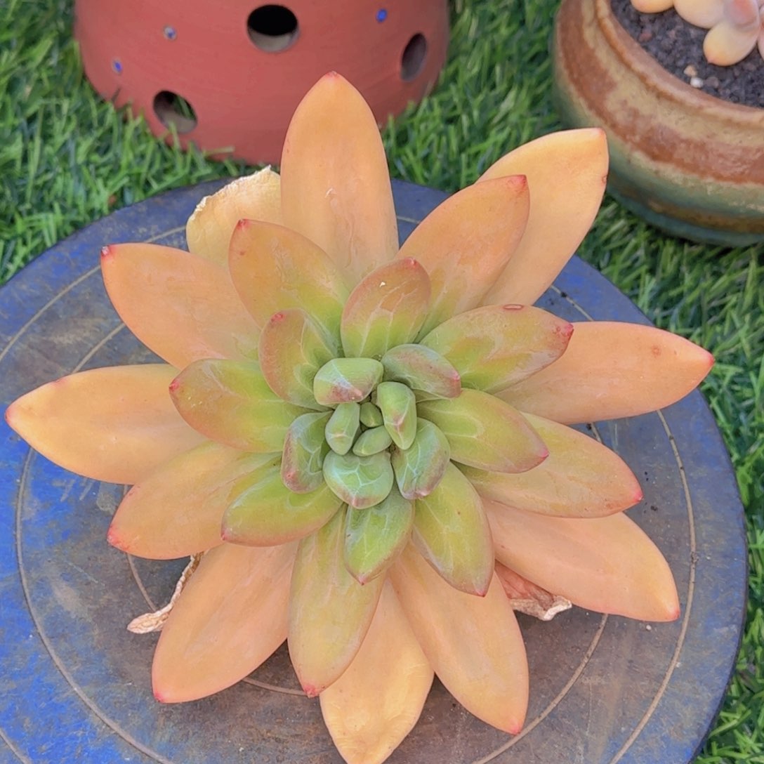 海洋之歌多肉植物