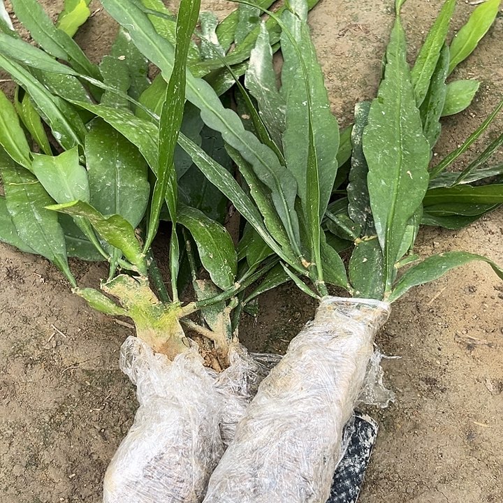 糖***针3棵3458900790890099