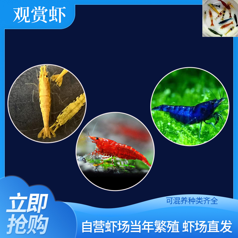 观赏虾冷水淡水好养除藻虾水草缸造景清洁混养黑壳虾樱花虾水晶虾