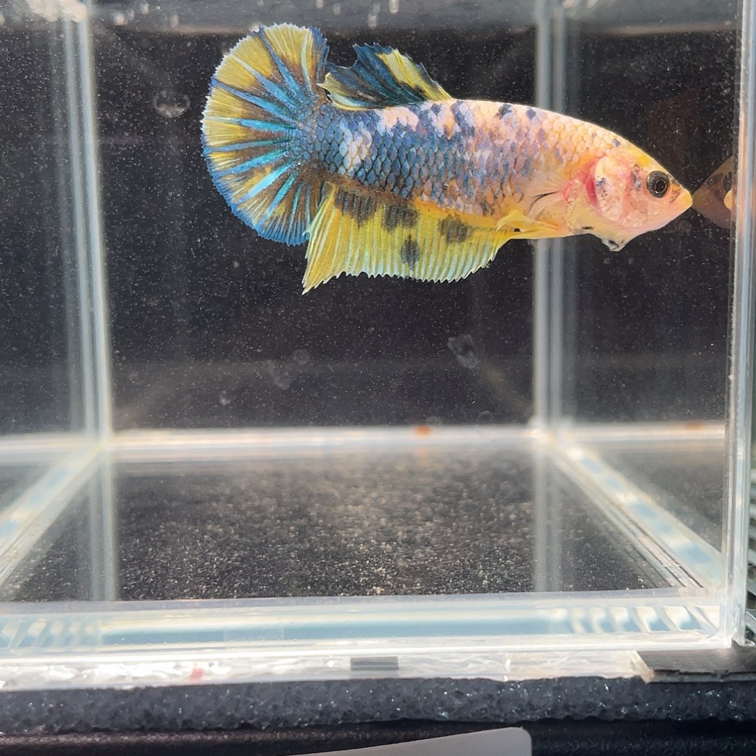 斗鱼12.26 糖果母 080