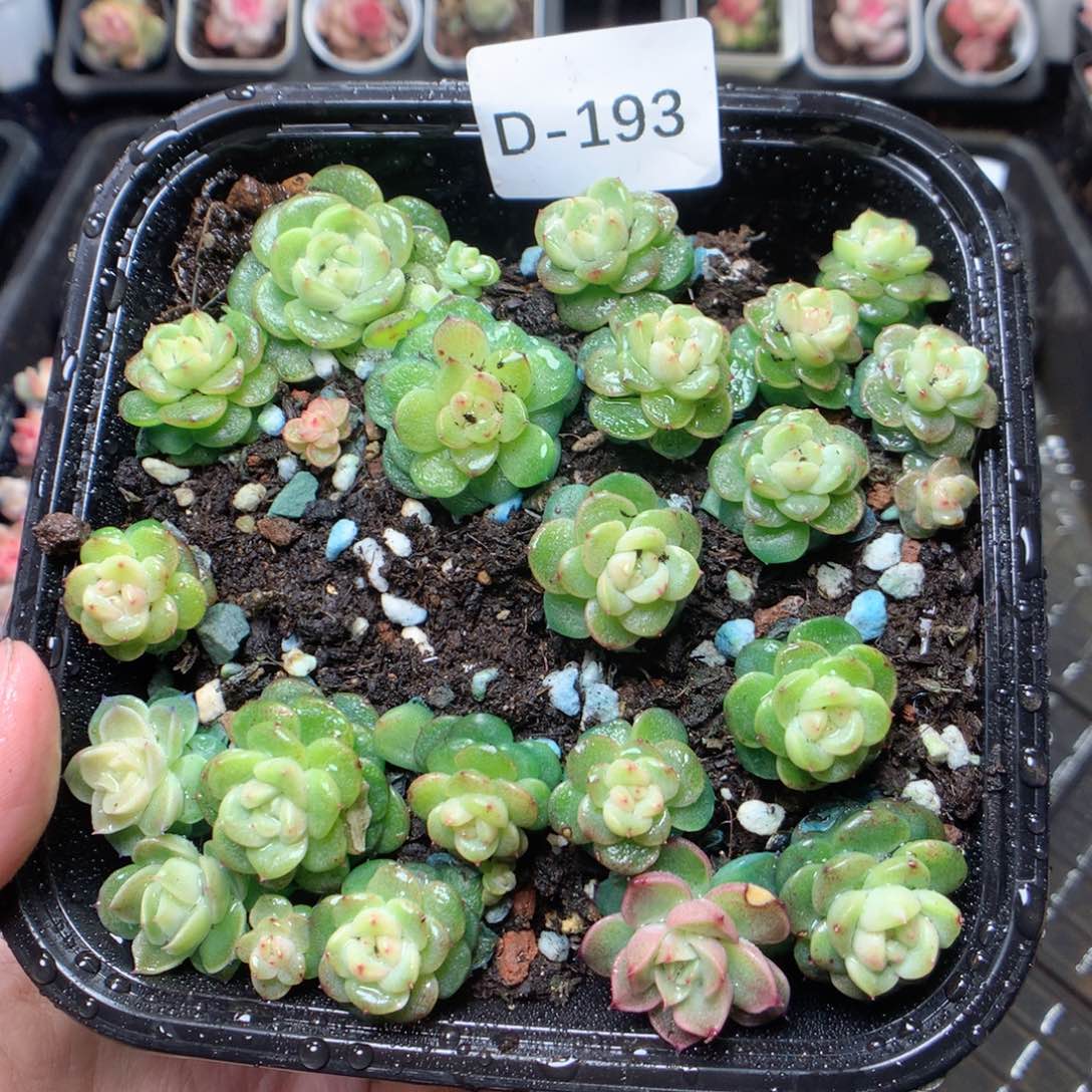 无花朵D193。yyyyyyy