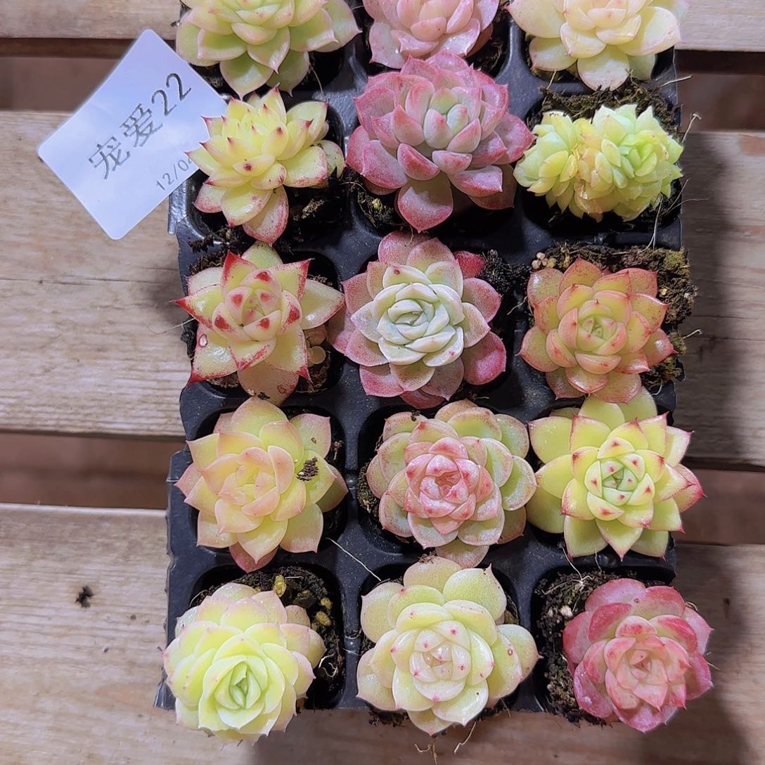 直播一物一拍多肉22