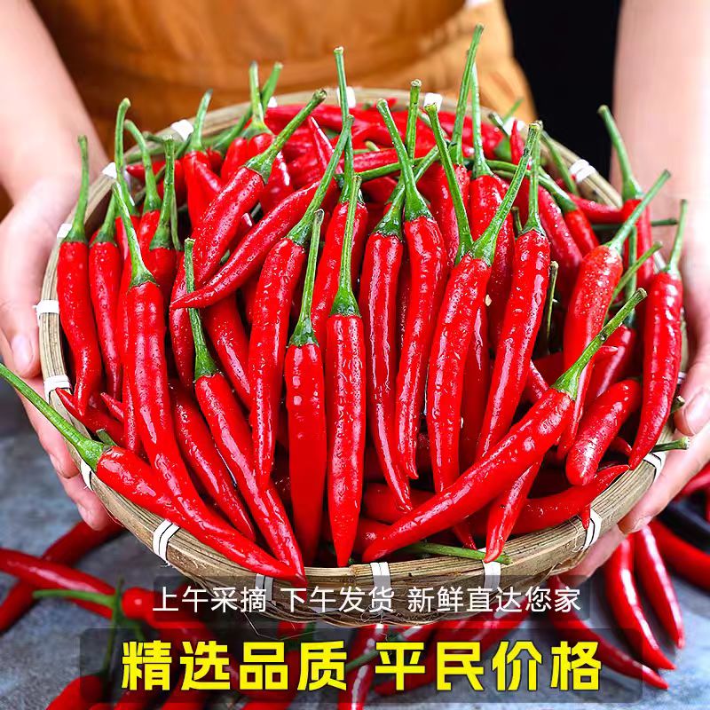 云南露天小米椒新鲜现摘正宗可用于本地餐饮的朝天椒红辣椒新鲜