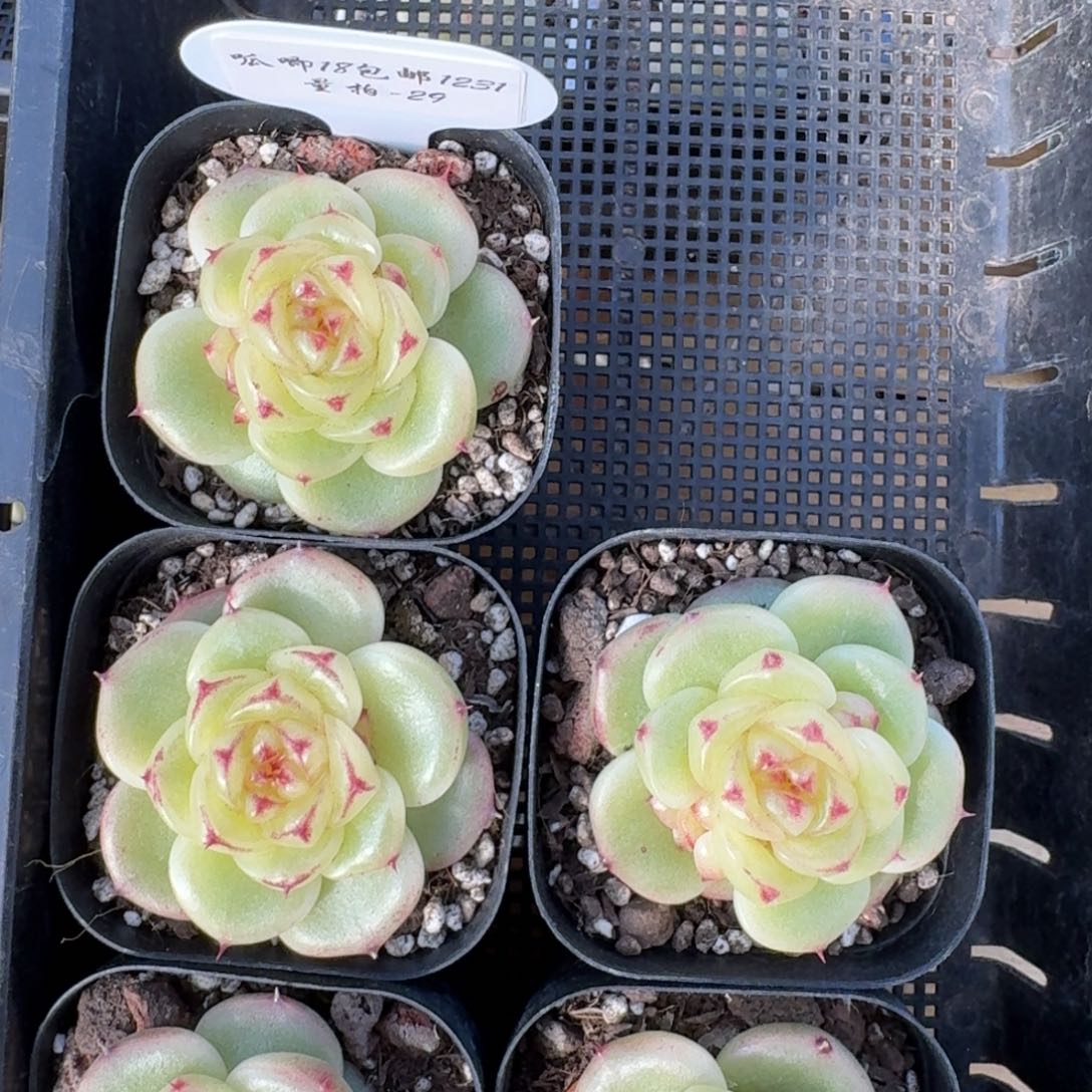 1231-29-宝拉珍妮单头量拍