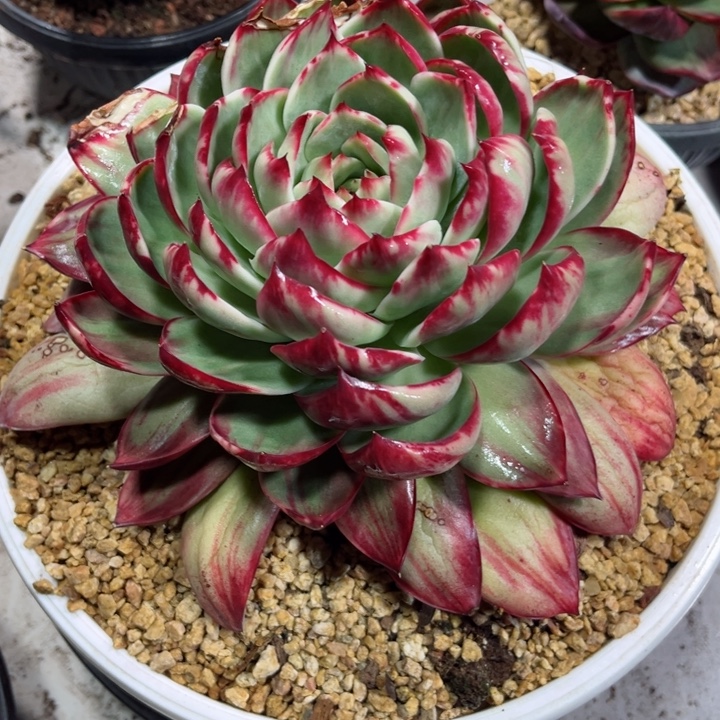 茶***筑惊鸿仙子多肉植物A399