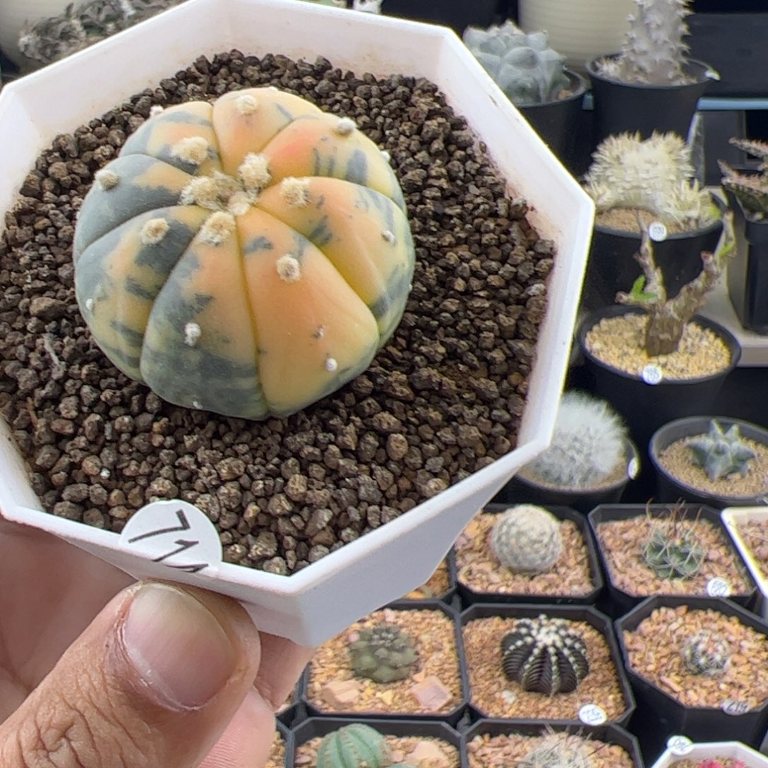 兜锦实生3.6一物一拍714