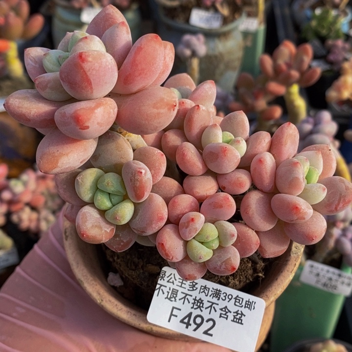 樱花洛神10cm492多肉植物