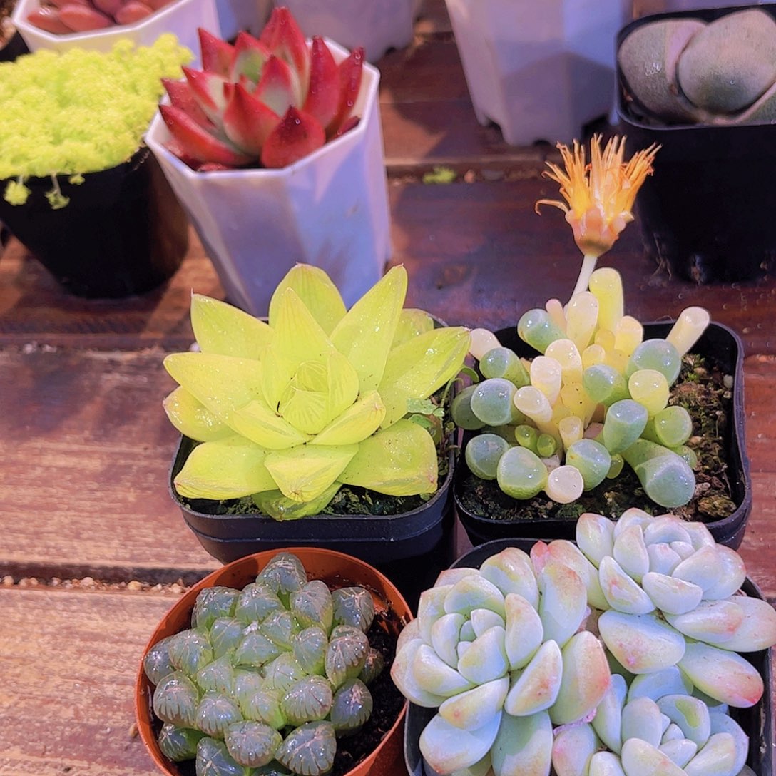 黄金雨露➕姬雨露➕五十锦➕冰玉多头