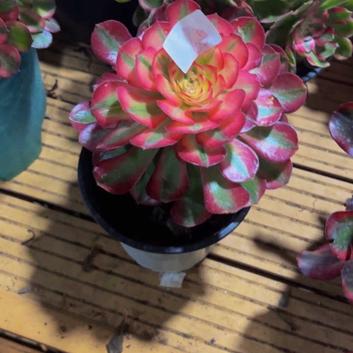 云南荔枝好看65号