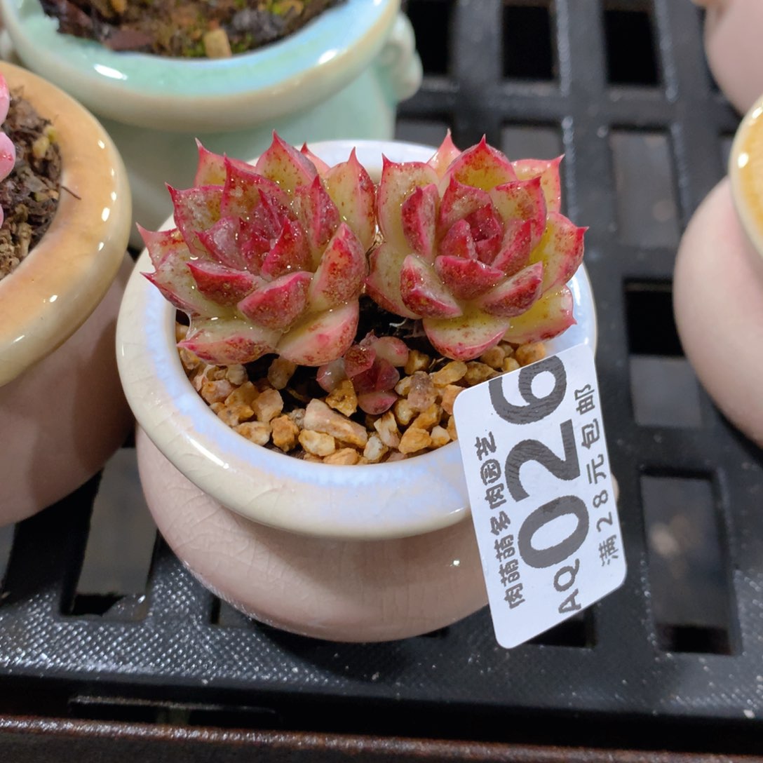 肉萌萌5cm拇指盆多肉AQ026