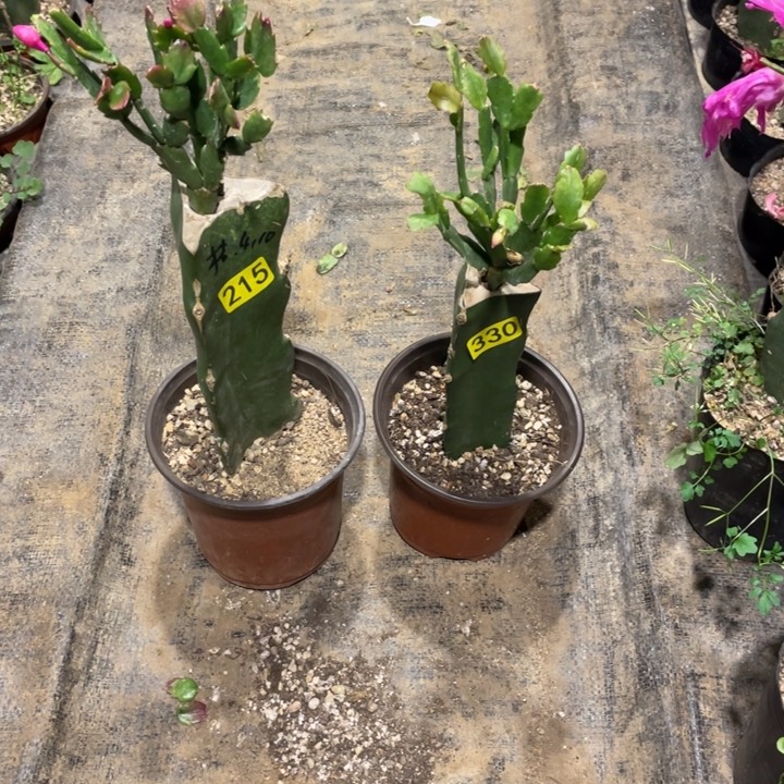 215桔色、330索指