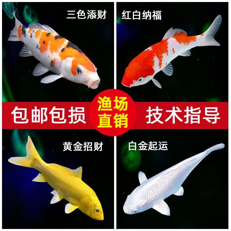 【10-15cm】冷水观赏鱼锦鲤【到手共5条】含备损2条