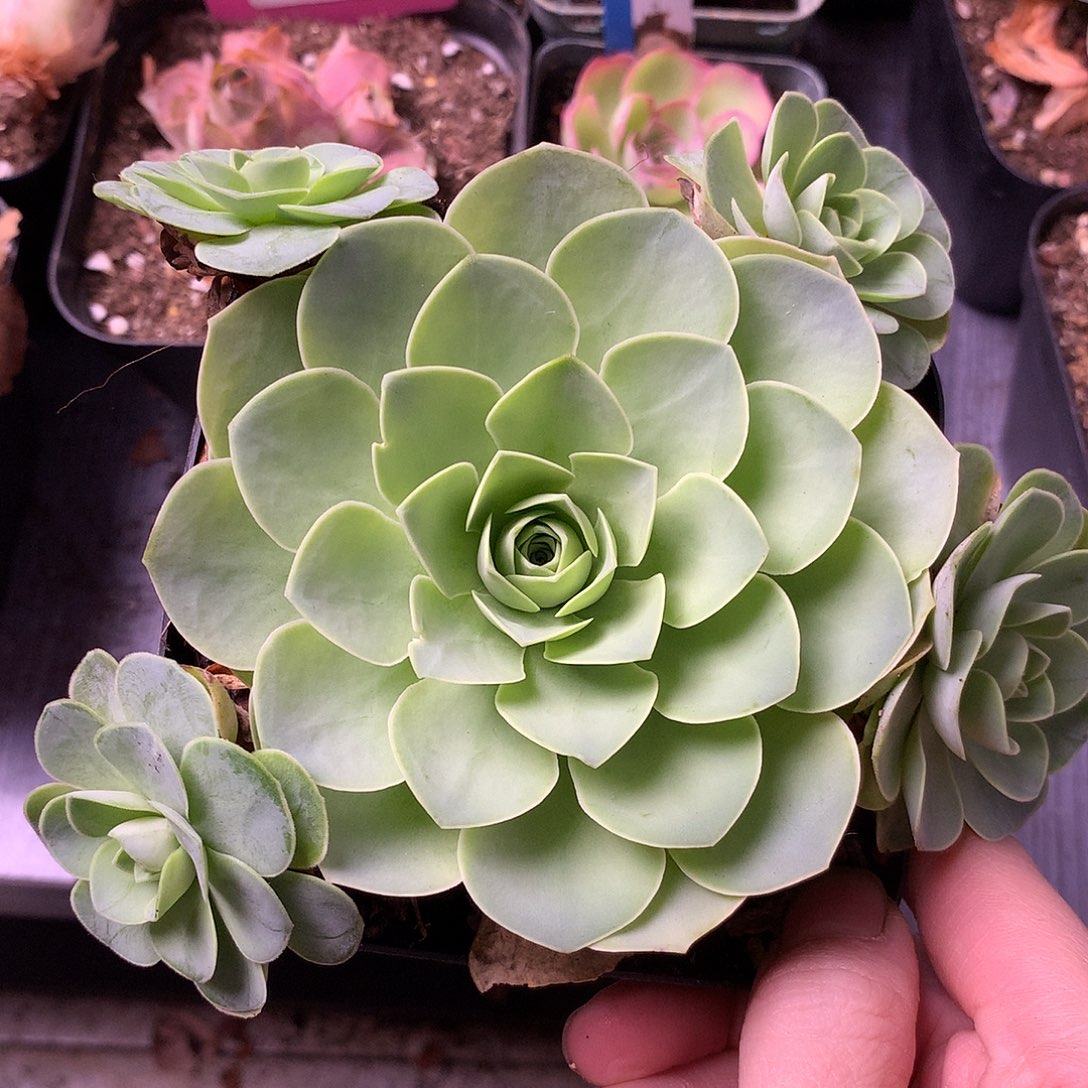 一物一拍星辰福利063
