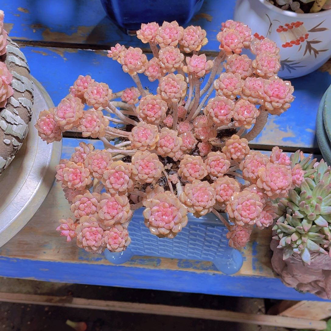 多肉老桩多肉老桩