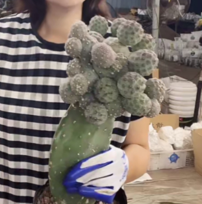 二妹园艺【 群生习志野带米邦塔嫁接柱 】满18包邮随机发货