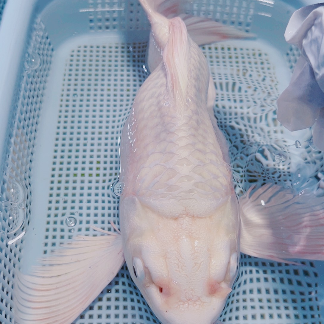 锦鲤锦鲤冷水观赏15-17 1白球 