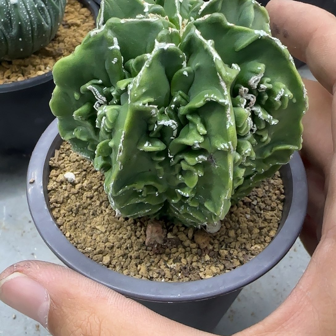 核桃鸾凤玉实生根004