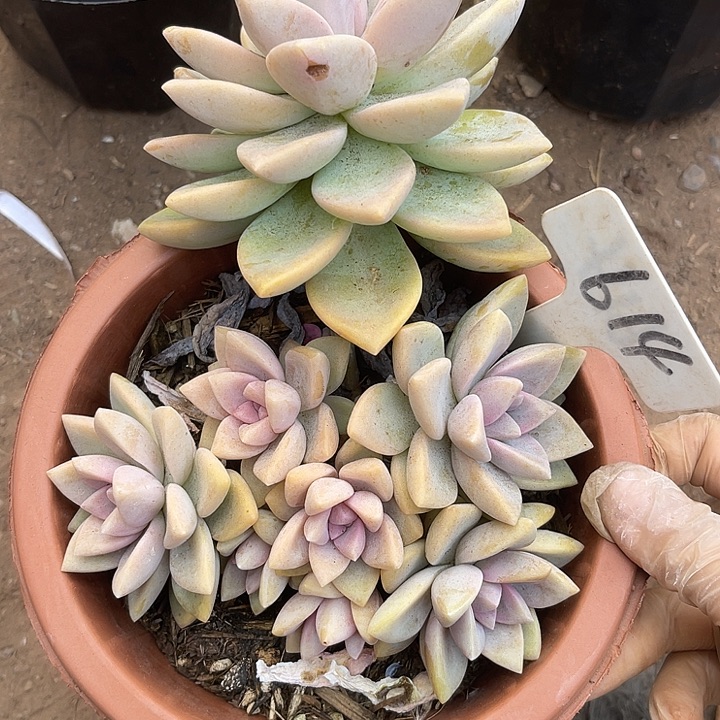 两单包邮，一物一拍614紫雾