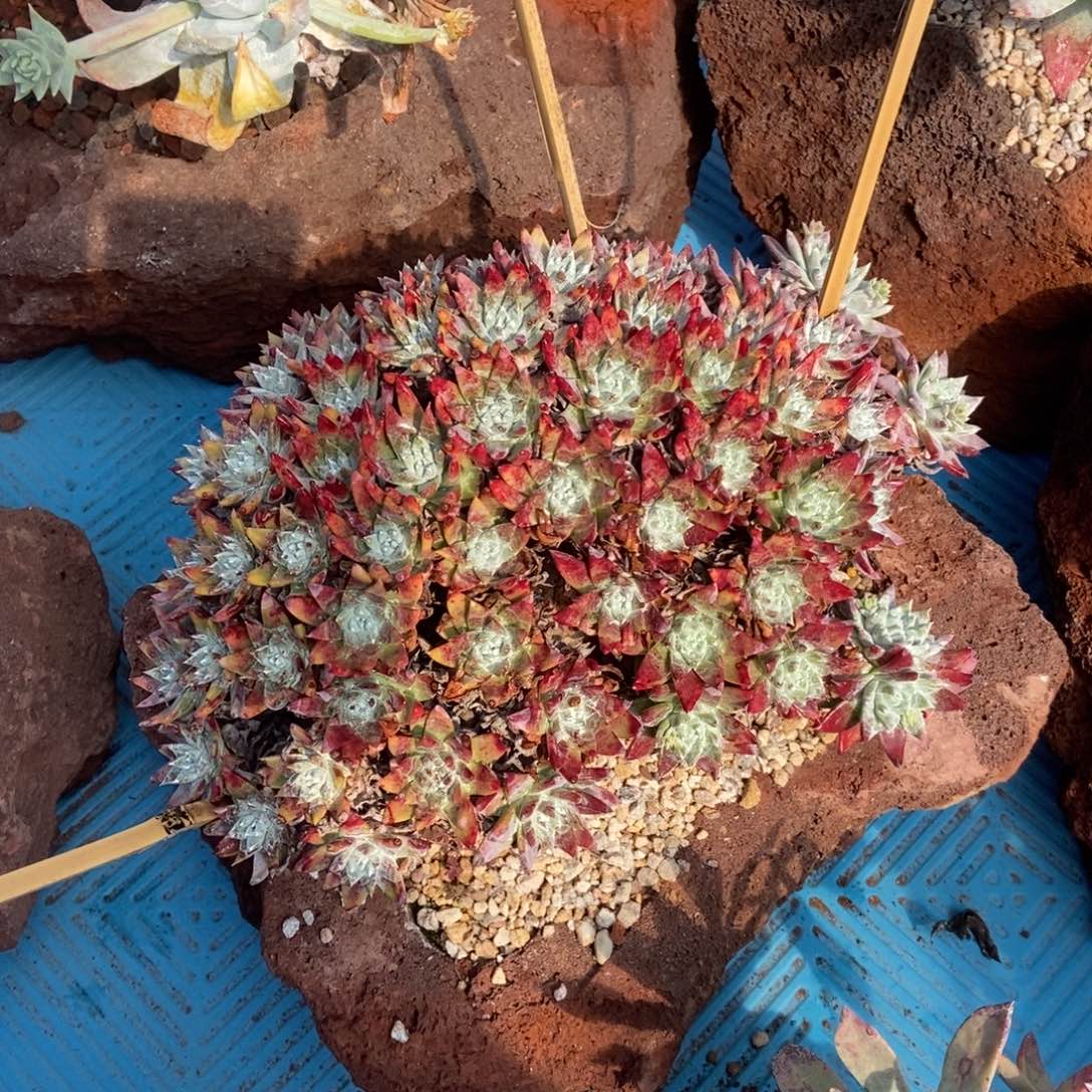 白雪多肉植物啦啦啦