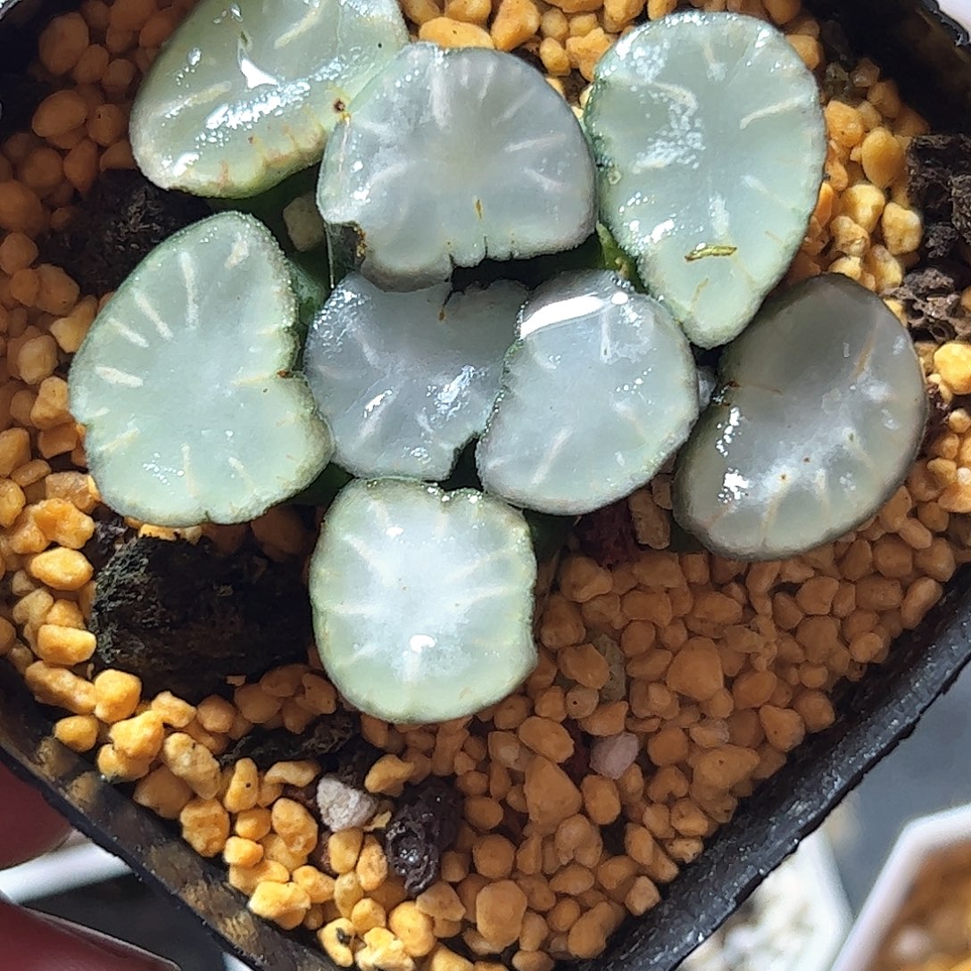 盐湖城万象十二卷多肉