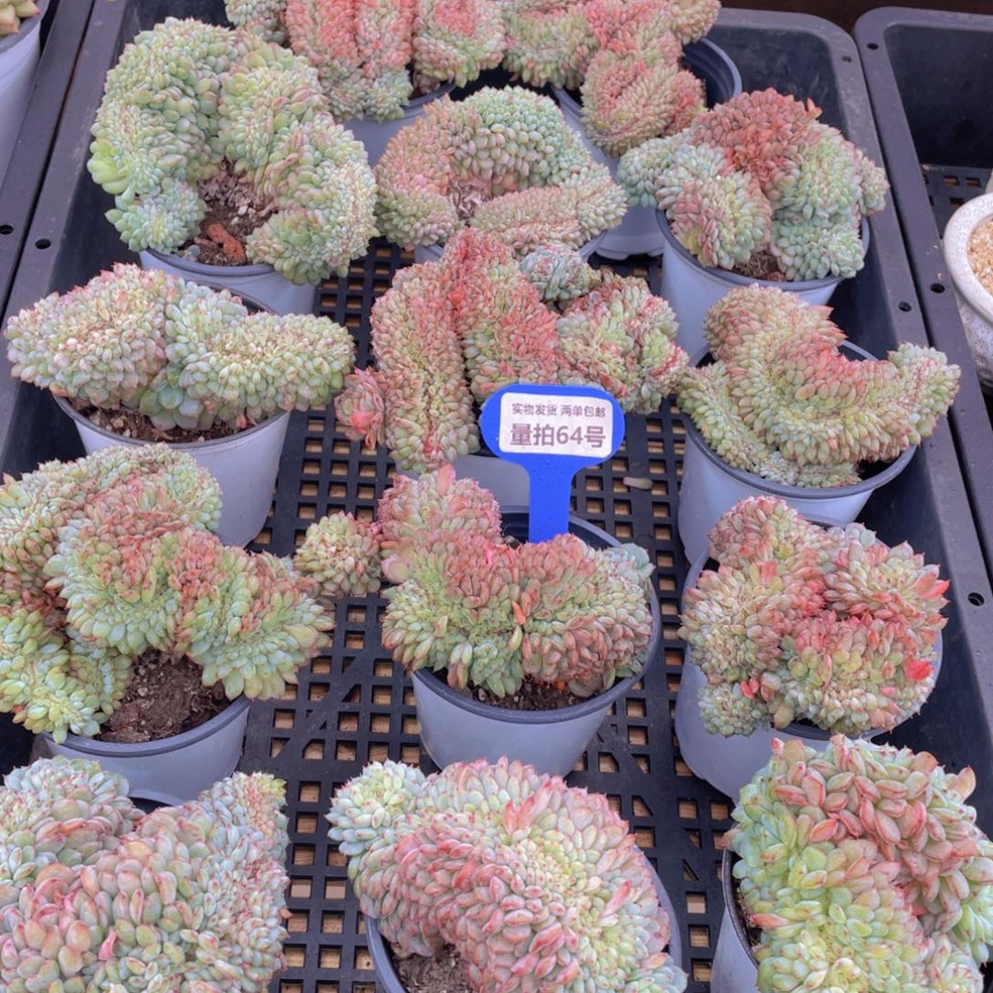量拍64号 白胖子缀化一个