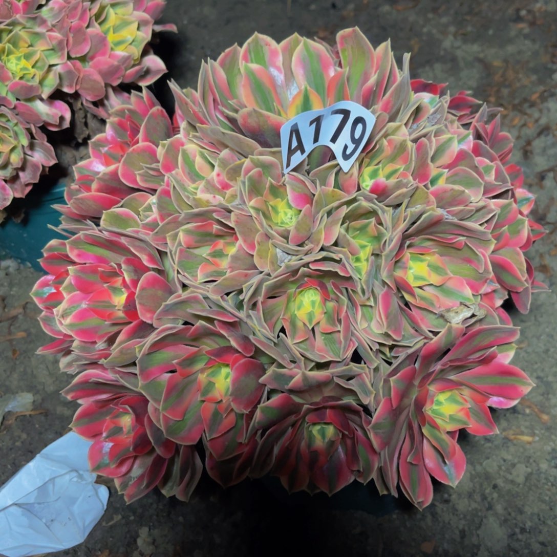 女妖法师16///////27包邮