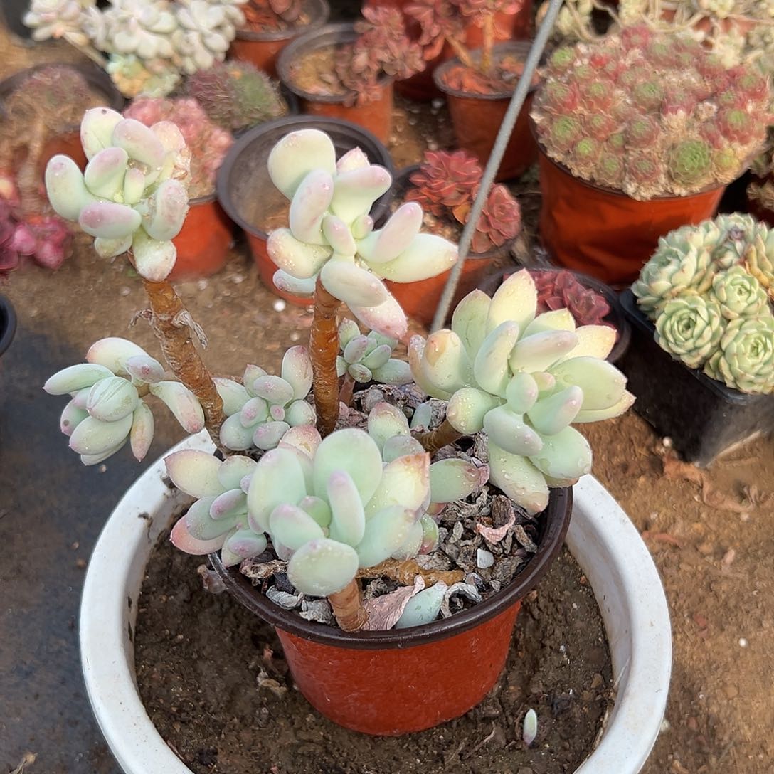 多肉植物稻田姬丛林